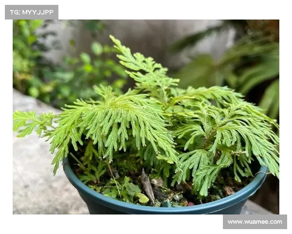 卷帘绿魔的奇妙世界:全面解锁神奇植物的养护技巧与秘密 卷帘绿魔的奇妙世界:全面解锁神奇植物的养护技巧与秘密